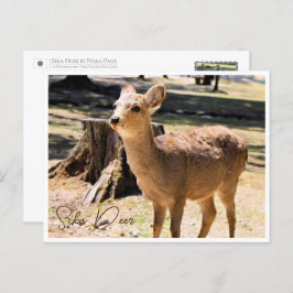 Cartão Postal Sika Deer in Nara Park ポストカード