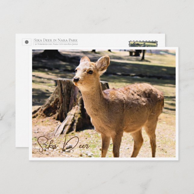 Cartão Postal Sika Deer in Nara Park ポストカード (Frente/Verso)