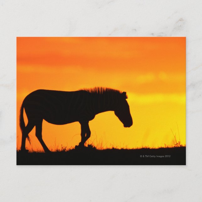 Cartão Postal Silhouette de zebra em savana (Frente)