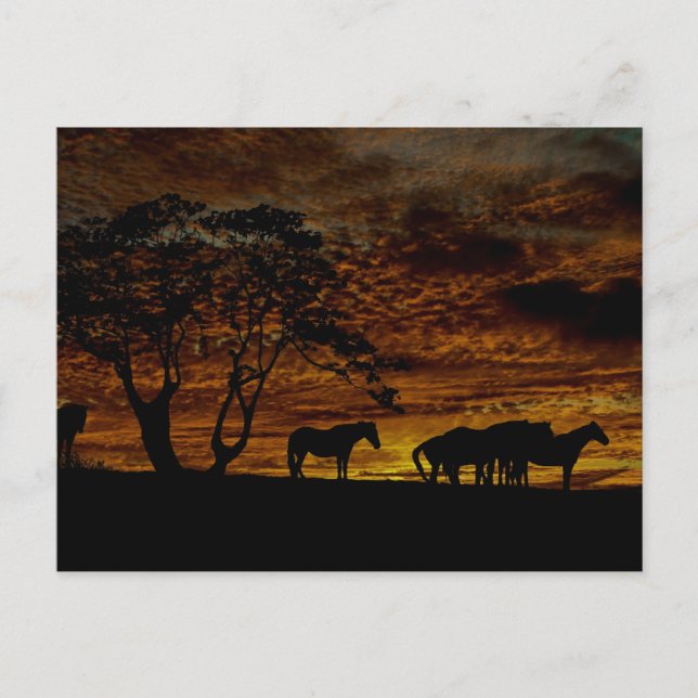 Cartão Postal Silhouette Sunrise (Frente)