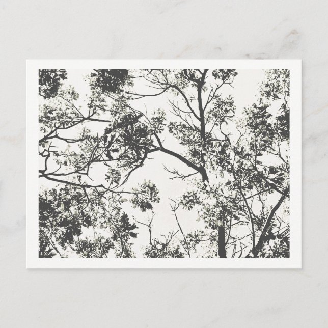 Cartão Postal Silhueta branca e preta de árvore (Frente)