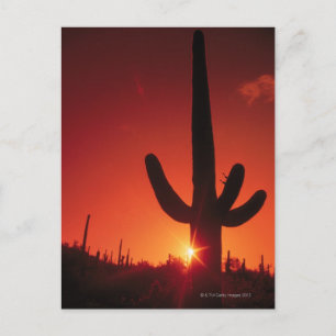 Cartão Postal Silhueta de cacto ao anoitecer, Saguaro National