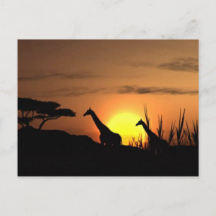 Cartão postal "Silhueta de Girafa ao Pôr do Sol"
