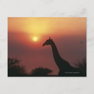 Cartão Postal Silhueta de Girafa (Giraffa Camelopardalis)