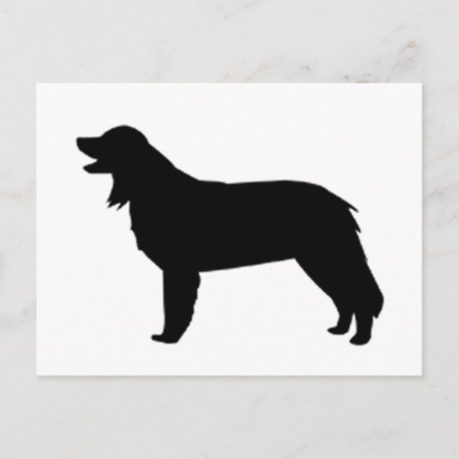 Cartão Postal silhueta de hovawart (Frente)