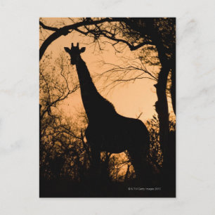 Cartão Postal Silhueta Girafa (Giraffa camelopardalis)