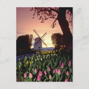 Cartão Postal Silhueta Vermelha de moinho de vento e tulipas, Wa