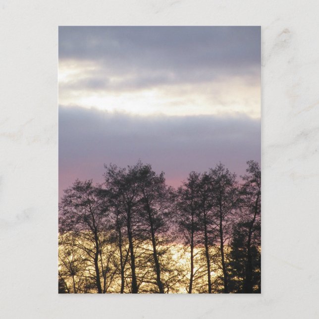 Cartão Postal Silhuetas de árvores em Dusk (Frente)