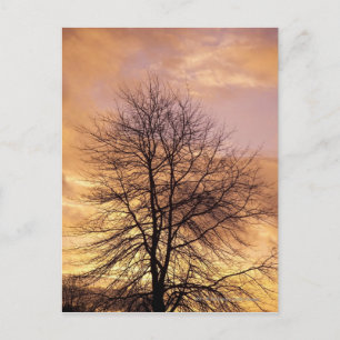 Cartão Postal Silhuette of a Tree with Pink and Orange Sky