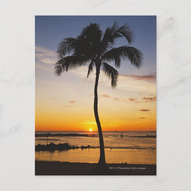 Cartão Postal Silhuette of one Palm Tree by a Red Orange Sunset (Frente)