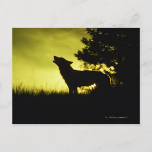 Cartão Postal Silhuette of wolf howling