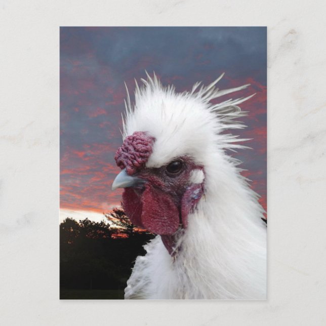 Cartão Postal Silkie Rooster (Frente)