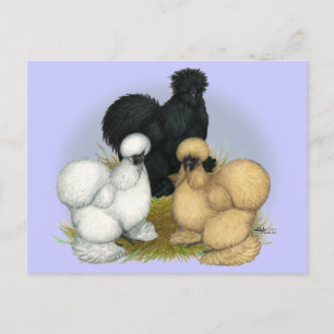 Cartão Postal Silkie Trio