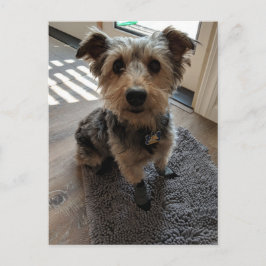 Cartão Postal Silky Terrier quer um tratamento