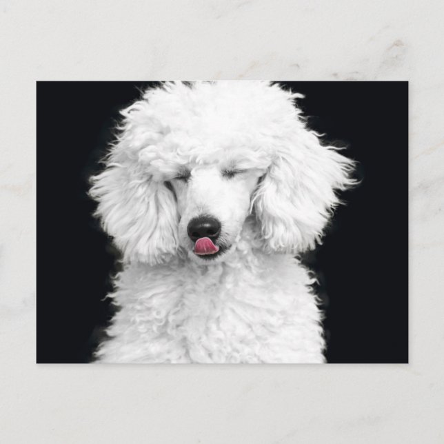 Cartão Postal Silly White Poodle (Frente)