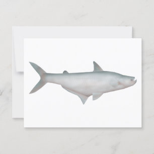 Cartão Postal Silond Catfish