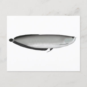 Cartão Postal Silver Arowana