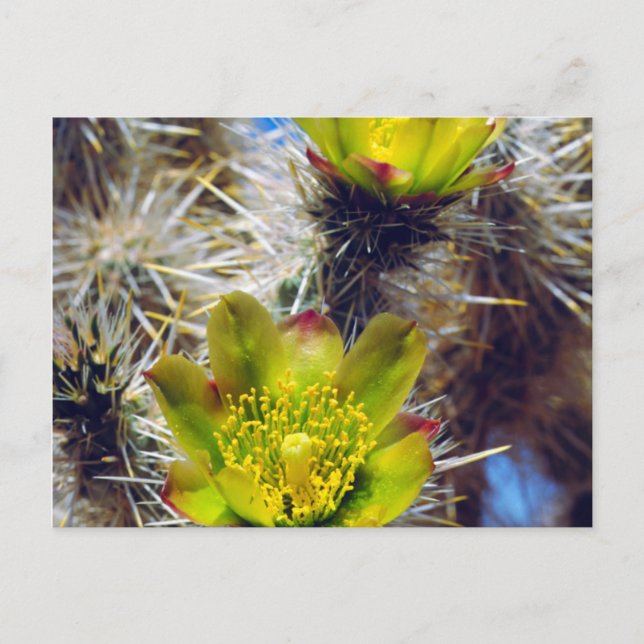 Cartão Postal Silver Cholla Cactus Wildflower (Frente)