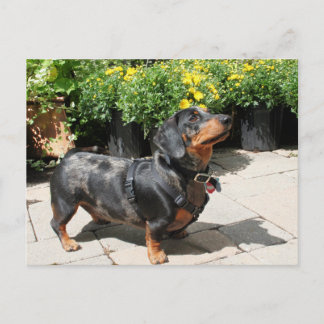 Cartão Postal Silver Dapple Dachshund Buddy 2
