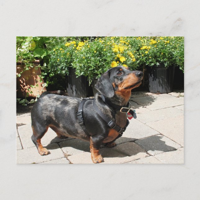 Cartão Postal Silver Dapple Dachshund Buddy 2 (Frente)