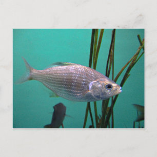 Cartão Postal Silver Fish