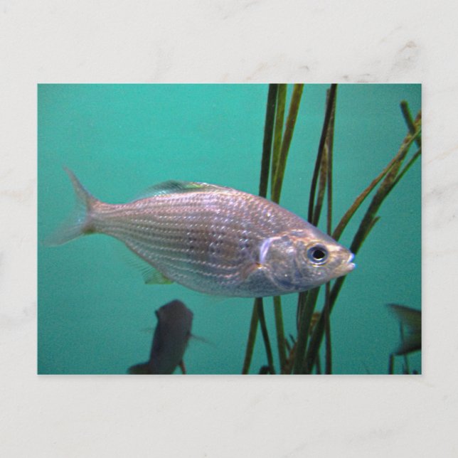 Cartão Postal Silver Fish (Frente)