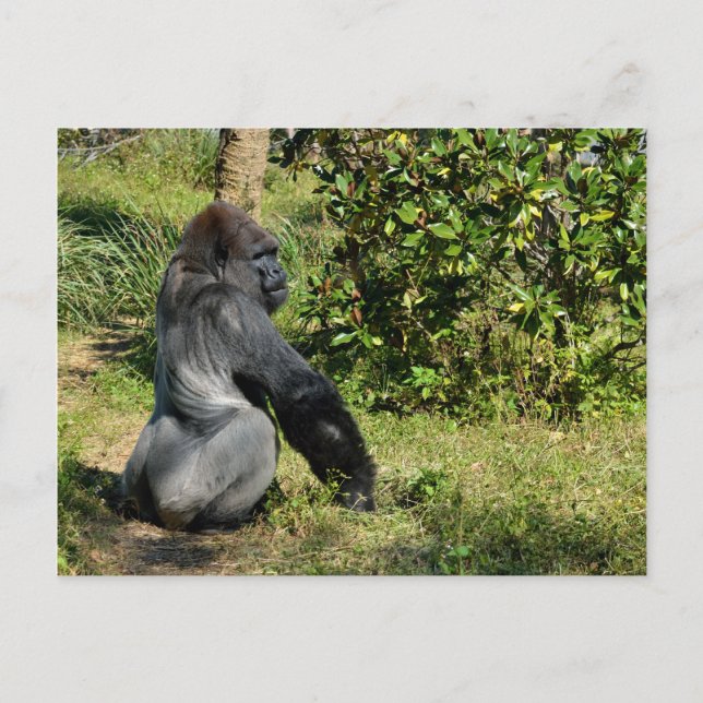 Cartão Postal Silverback Gorilla (Frente)