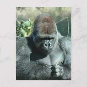 Cartão Postal Silverback Gorilla
