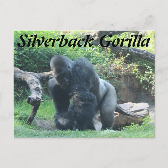 Cartão Postal Silverback Gorilla # 1 (Frente)