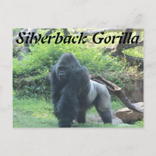 Cartão Postal Silverback Gorilla # 2