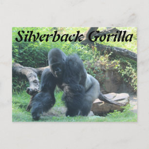 Cartão Postal Silverback Gorilla # 3