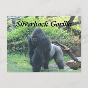 Cartão Postal Silverback Gorilla # 4