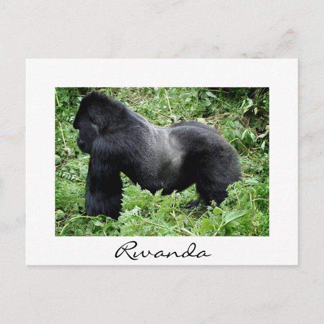 Cartão Postal Silverback gorilla em Ruanda — cartão-postal branc (Frente)