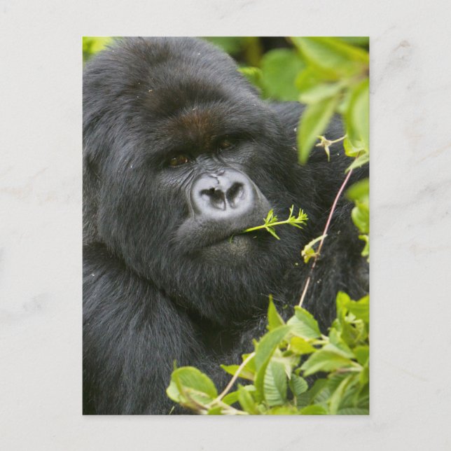 Cartão Postal Silverback Mountain Gorilla (Frente)