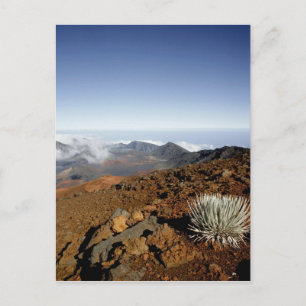 Cartão Postal Silversword no cume da cratera Haleakala de perto
