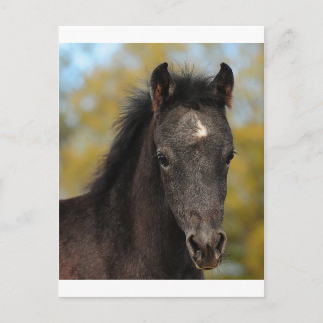 Cartão Postal Sim? (Frente)