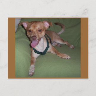 Cartão Postal Sim, Eu Sou Um Chihuahua