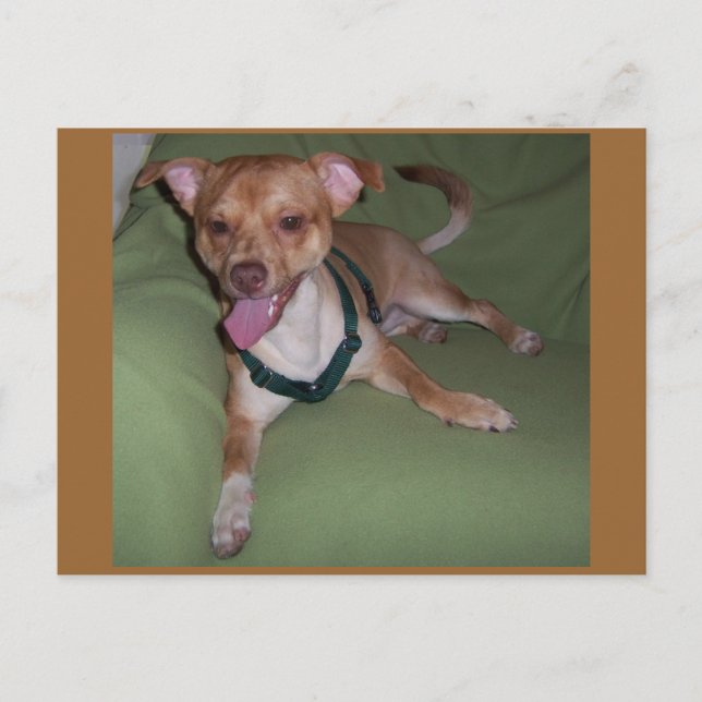 Cartão Postal Sim, Eu Sou Um Chihuahua (Frente)