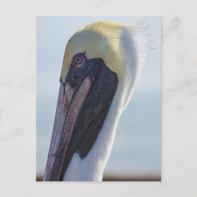 Cartão Postal Sim, sou linda (Frente)