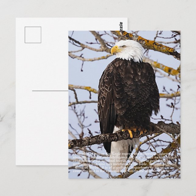 Cartão Postal Símbolo da águia (Frente/Verso)