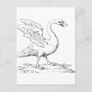 Cartão Postal Símbolo de Cisne de Amor e Fidelidade Arte Refinad