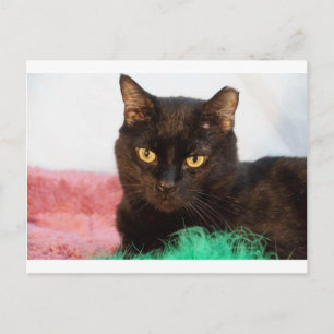 Cartão Postal Simon