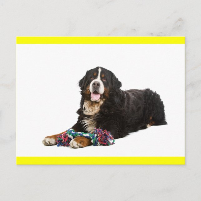 Cartão Postal Simples de Cachorrinho Bernês de Mon (Frente)
