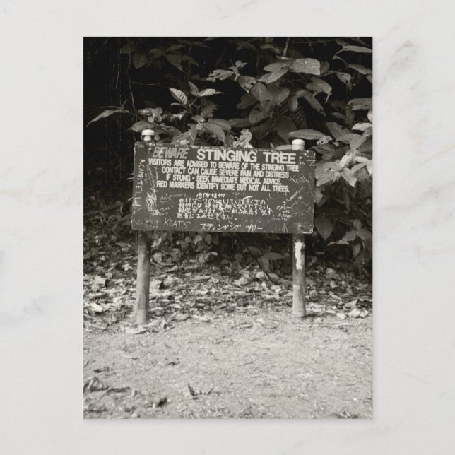Cartão Postal Sinal de aviso da árvore de toque (Frente)