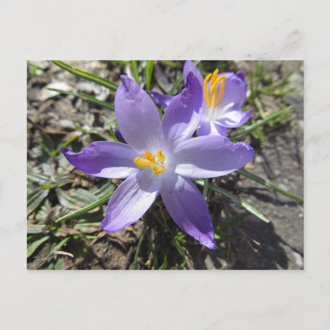 Cartão Postal Sinal de Primavera (Frente)