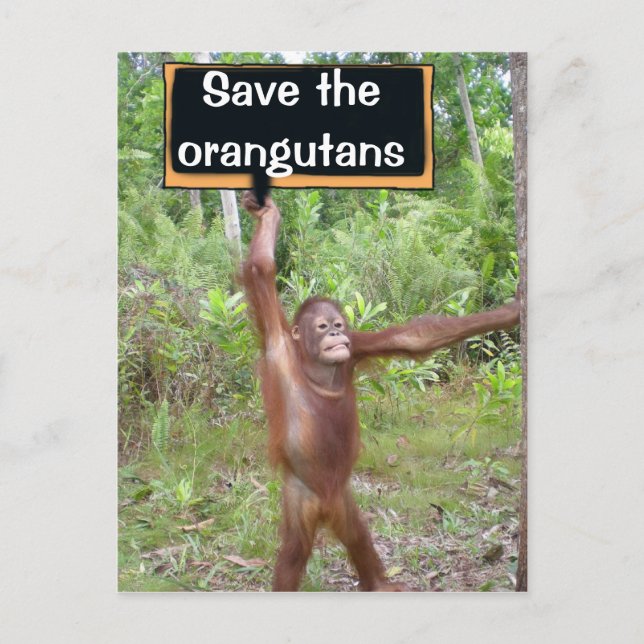 Cartão Postal Sinal de protesto de Orangutan (Frente)