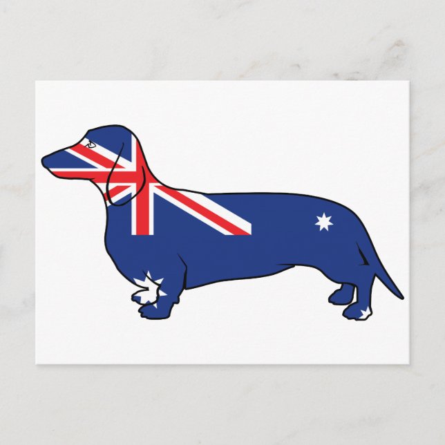 Cartão Postal Sinalizador australiano Dachshund (Frente)