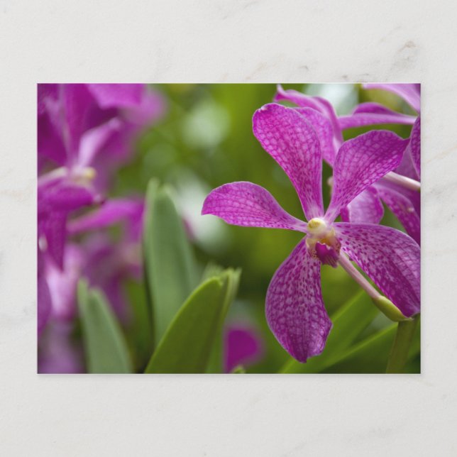 Cartão Postal Singapura (Sânscrito para Lion City). Nacional (Frente)