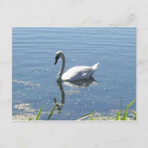 Cartão Postal Single Swan Postcard