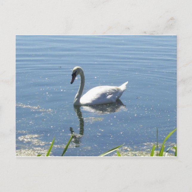 Cartão Postal Single Swan Postcard (Frente)